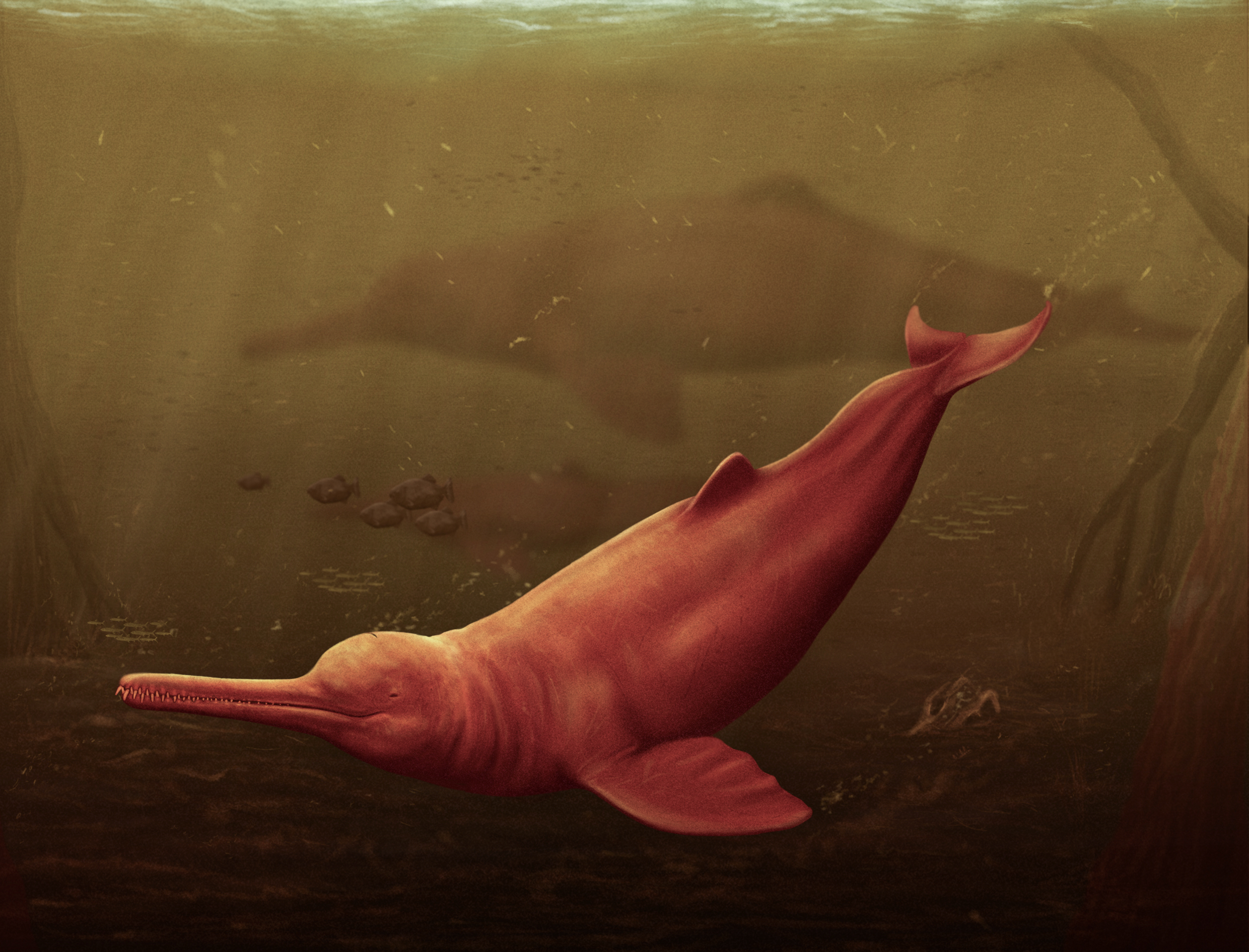 Pebanista yacuruna: El delfín de río más grande de la historia habitó la Amazonía peruana hace 16 millones de años