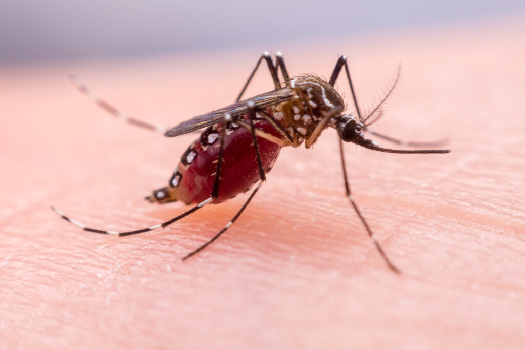 A,Mosquito,That,Carries,Dengue,Fever,,Zika,Virus,Is,Sucking