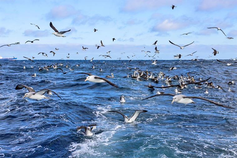 El fascinante ecosistema del mar peruano y su estudio