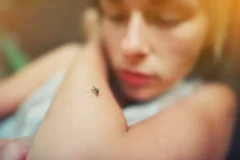 SciDev.Net | Detectan al Aedes aegypti en comunidades rurales amazónicas: Dra. Palmira Ventosilla advierte sobre los riesgos