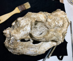 Equipo de Cayetano Heredia describe una nueva especie de lobo marino que habitó las costas peruanas hace 1.6 millones de años