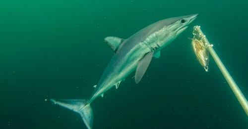 Andina | Expedici&oacute;n liderada por el bi&oacute;logo marino Yuri Hooker registra por primera vez tiburones diamante en nuestro pa&iacute;s