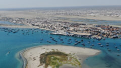 El origen de la concha de abanico: la historia de millones de años que hoy sostiene una economía entera