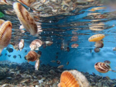 El origen de la concha de abanico: la historia de millones de años que hoy sostiene una economía entera