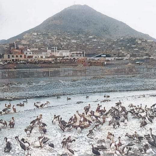 Fotografía histórica de pelícanos en el río Rímac, Lima antigua. Se observa el cauce bajo y la urbanización temprana de las laderas del Cerro San Cristóbal.