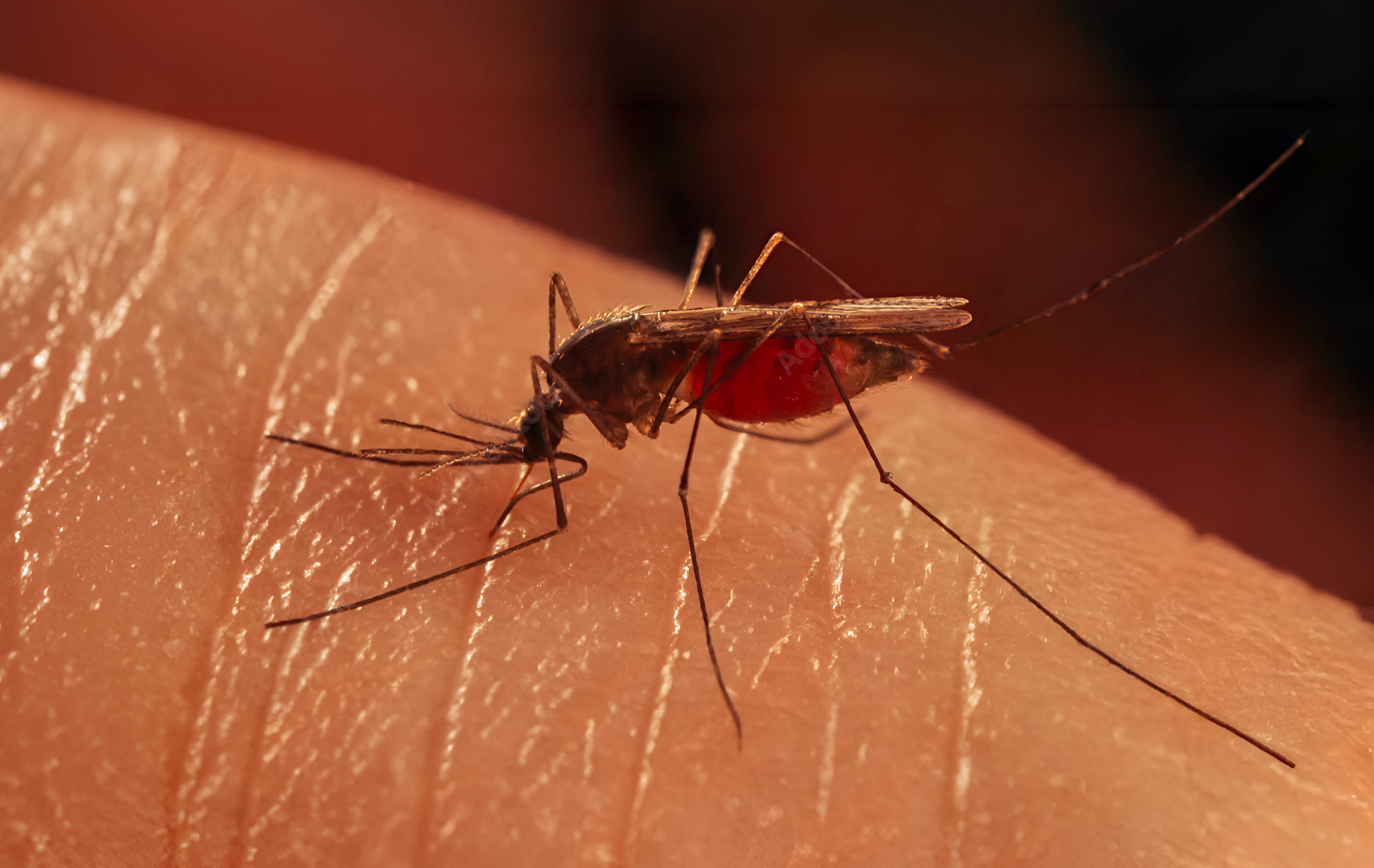 Un mosquito resistente: la evoluci&oacute;n del vector de la malaria en Sudam&eacute;rica frente a los insecticidas