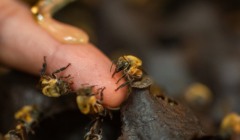 Las abejas sin aguijón y el mapa del bosque que su miel esconde, desde la investigación de Rossana Paredes