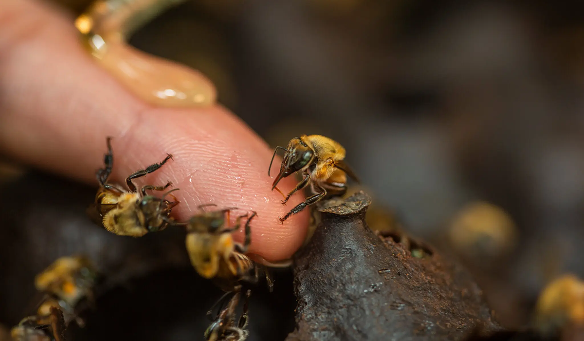 Las abejas sin aguijón y el mapa del bosque que su miel esconde, desde la investigación de Rossana Paredes