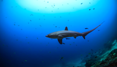 Alicia Kuroiwa, bióloga e investigadora de Cayetano Heredia, analiza los desafíos para proteger a los tiburones en el Perú 