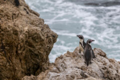 El Niño pone en riesgo una nueva generación de pingüinos de Humboldt