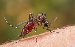 Dengue en el Perú: aumentan los casos y aparecen en nuevas zonas